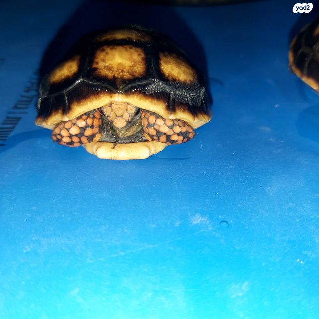 תמונת מודעה - חיות מחמד