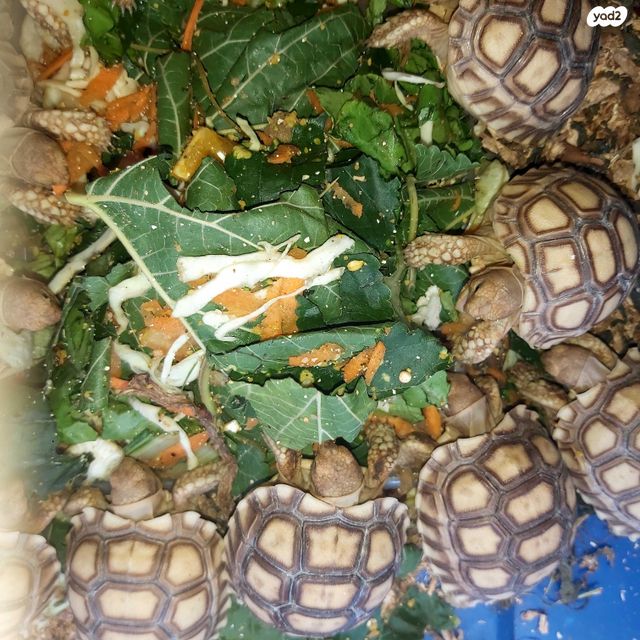 תמונת מודעה - חיות מחמד