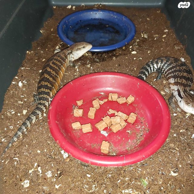 תמונת מודעה - חיות מחמד