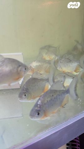 תמונת מודעה - חיות מחמד