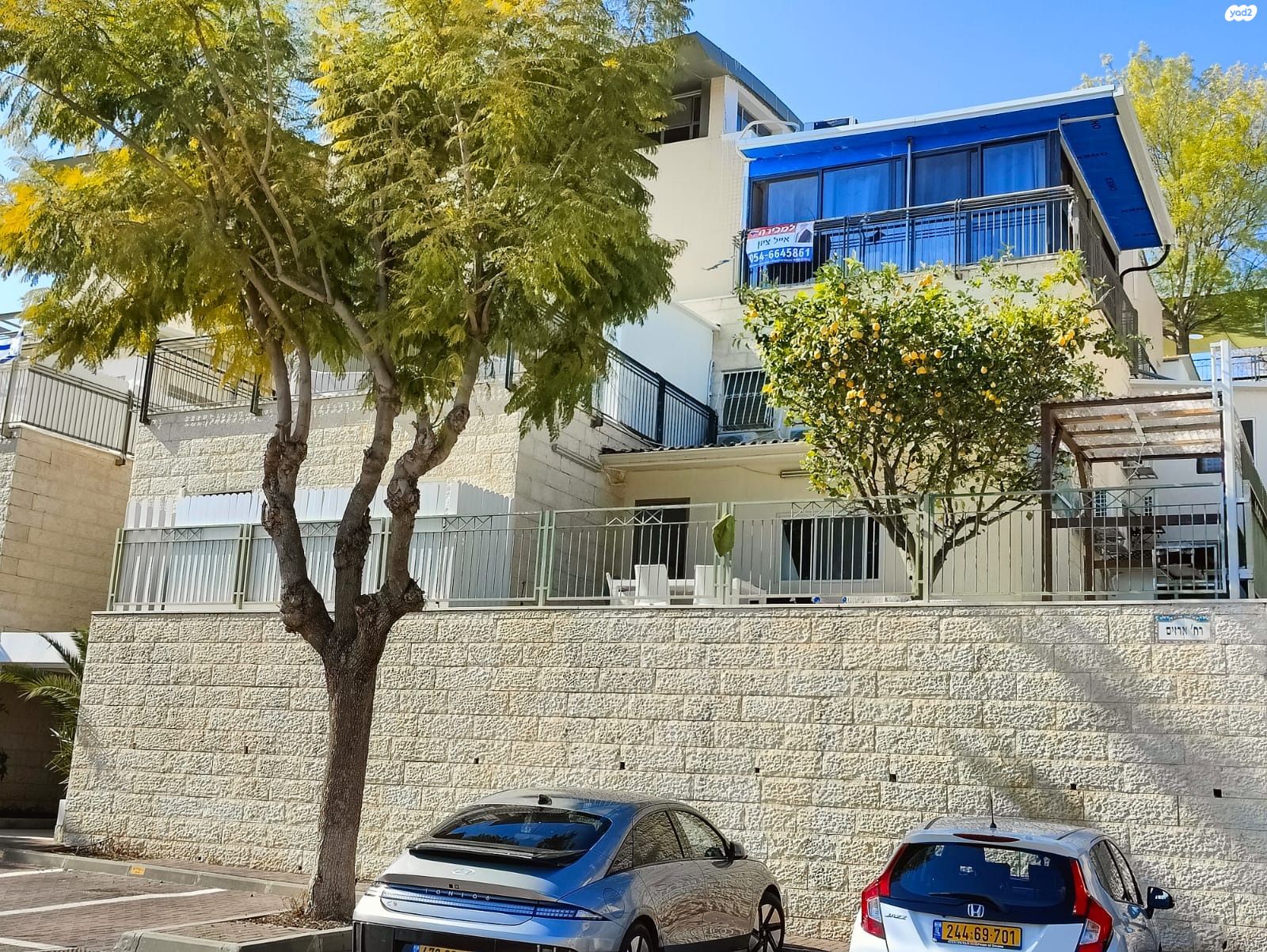 הארזים 