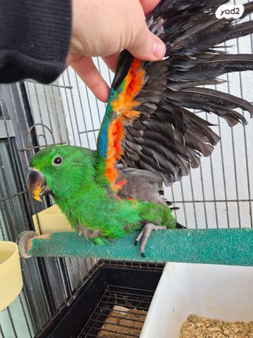 תמונת מודעה - חיות מחמד