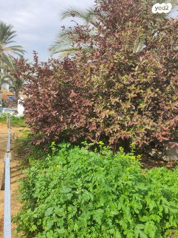 מגרשים, רמב"ם, נווה יוסף, קרית עקרון