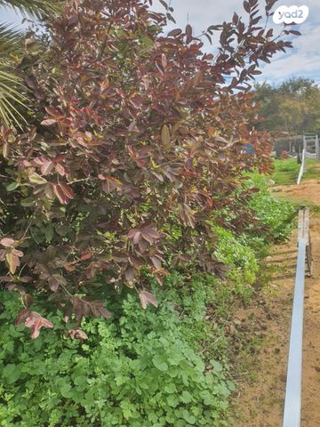 מגרשים, רמב"ם, נווה יוסף, קרית עקרון