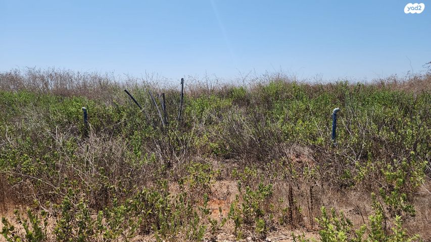 מגרשים, הפלמ"ח, קדימה צורן