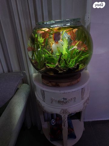 תמונת מודעה - חיות מחמד