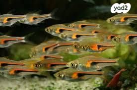 תמונת מודעה - חיות מחמד