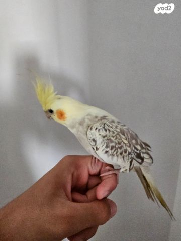 תוכי קוקוטייל