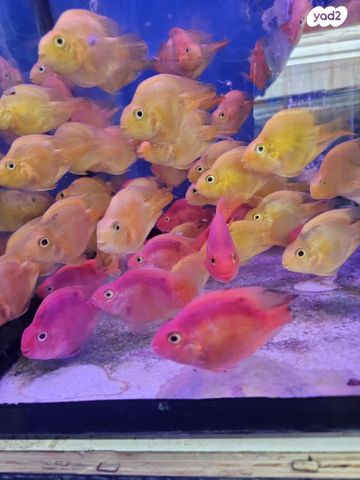 תמונת מודעה - חיות מחמד