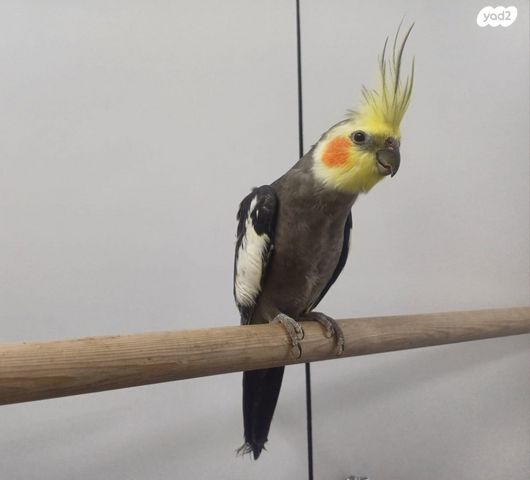 תמונת מודעה - חיות מחמד