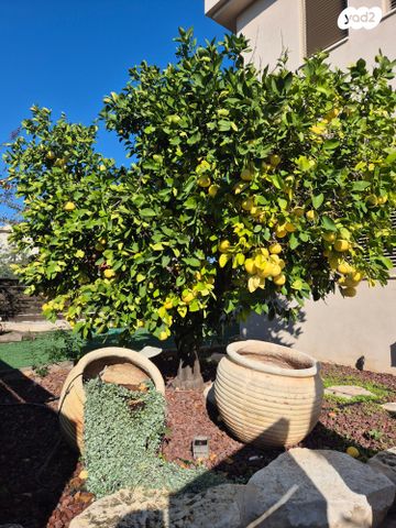 בית פרטי/ קוטג', תל מונד