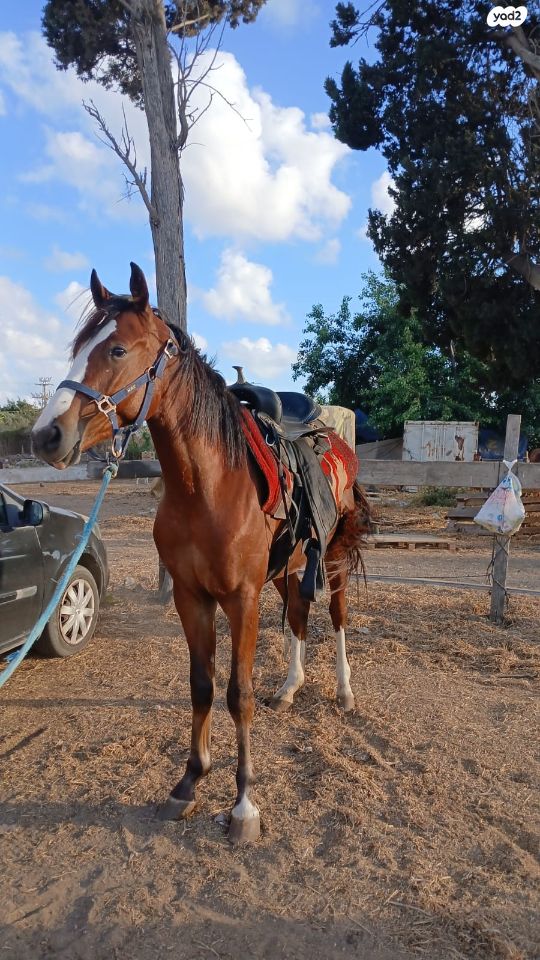 סוס סינגל פוט