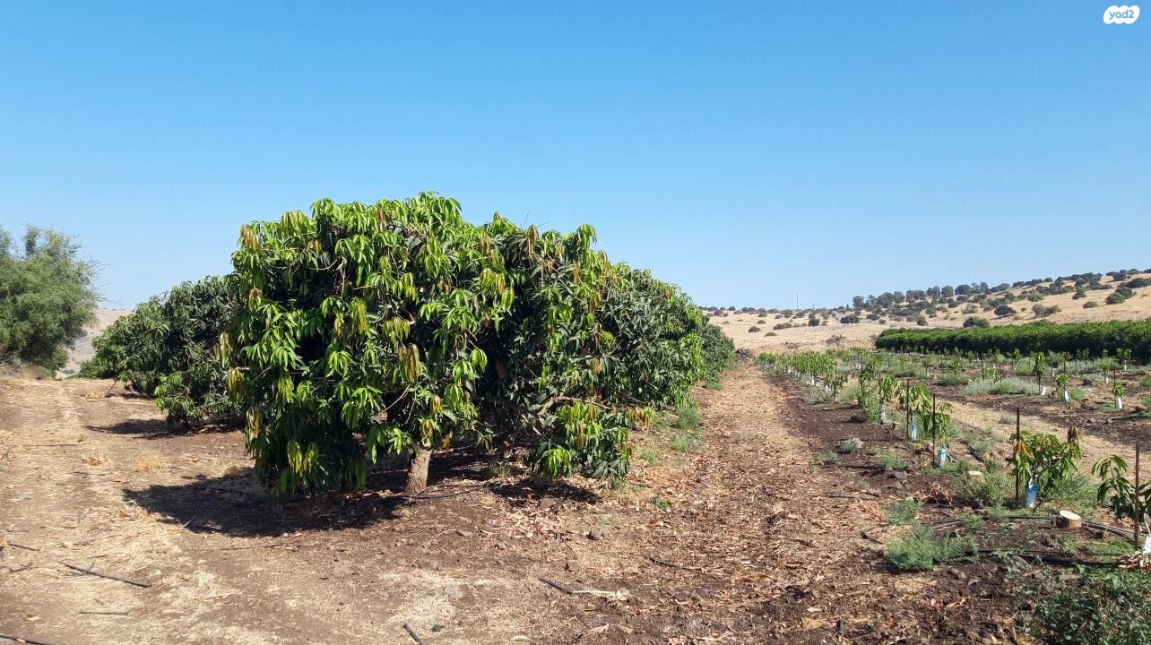 מגרשים