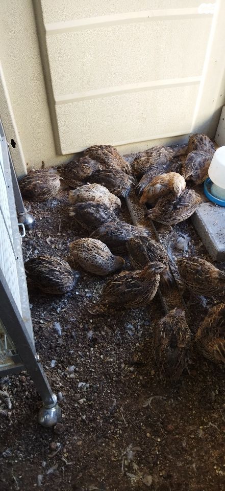 חיית משק בלאדי