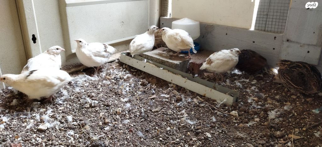 חיית משק בלאדי