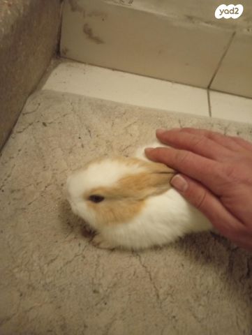 תמונת מודעה - חיות מחמד