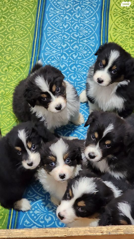 כלב רועים אוסטרלי