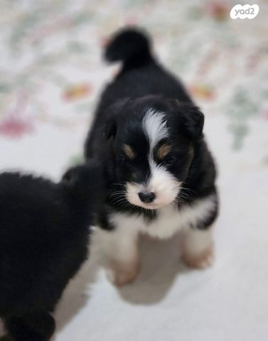 כלב רועים אוסטרלי