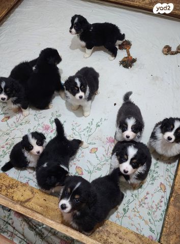כלב רועים אוסטרלי
