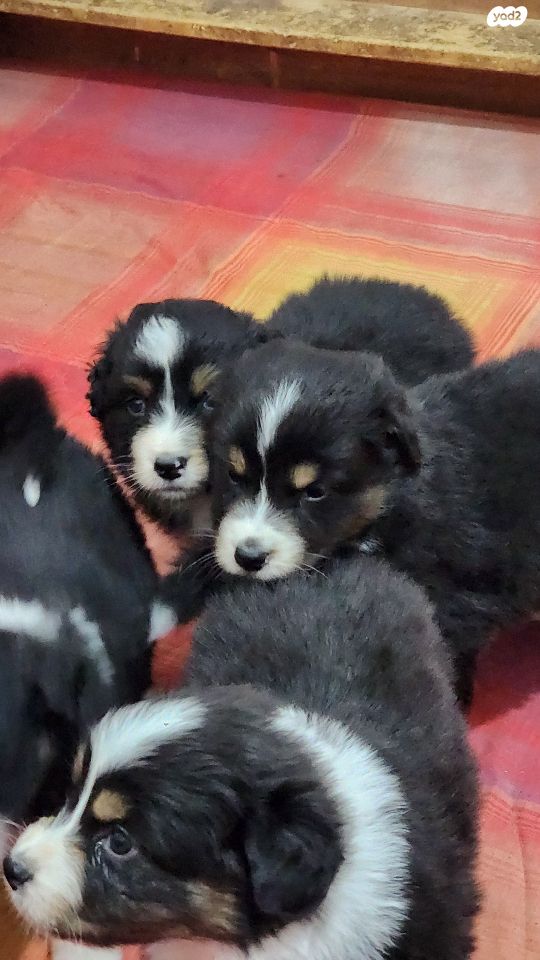 כלב רועים אוסטרלי