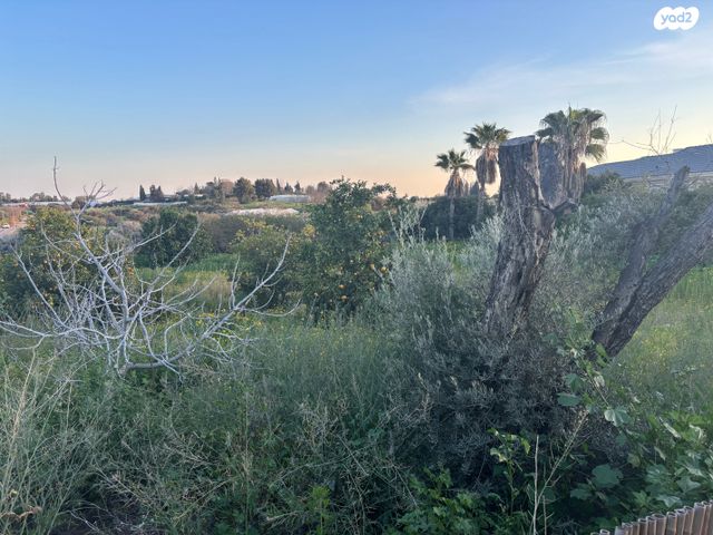 משק חקלאי/ נחלה, נטעים