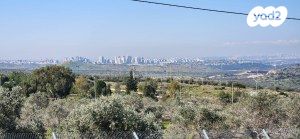 האיילים 