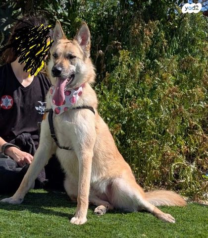 תמונת מודעה - חיות מחמד