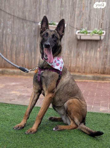 תמונת מודעה - חיות מחמד