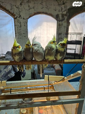 תוכי קוקוטייל