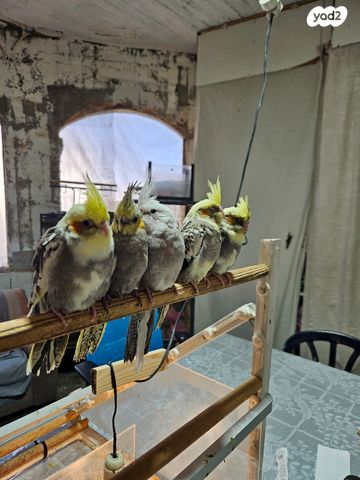 תוכי קוקוטייל