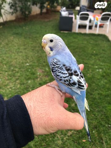 תמונת מודעה - חיות מחמד