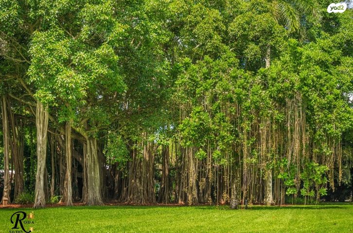 בית פרטי/ קוטג', סביון