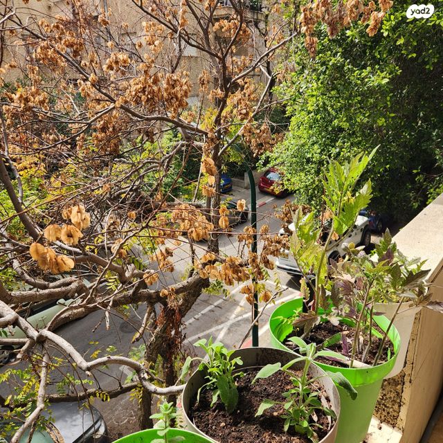 דירה, רוזנבאום, הצפון הישן - דרום, תל אביב יפו