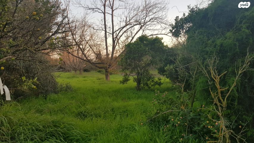 מגרשים, גני עם, גני עם