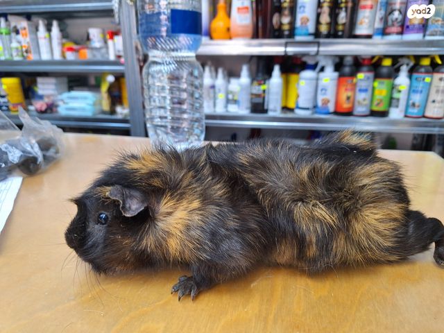 מכרסם שרקן \ קביה