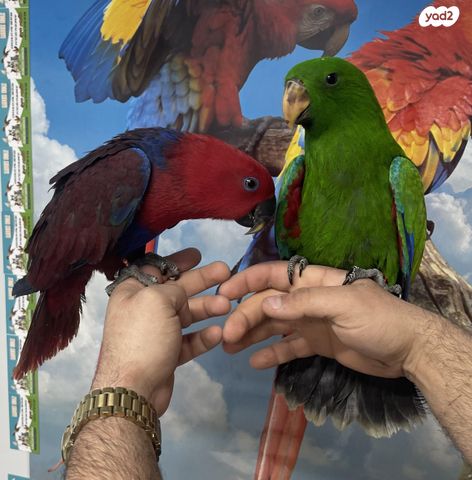 תמונת מודעה - חיות מחמד