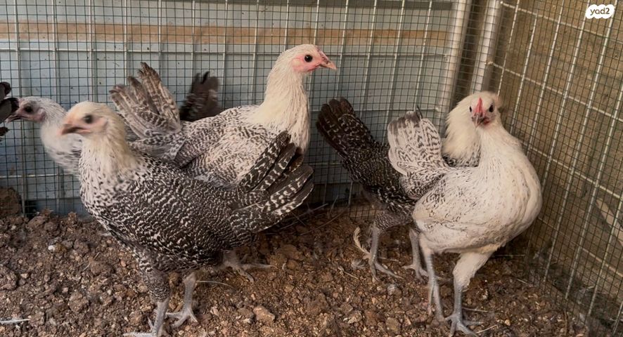 תמונת מודעה - חיות מחמד