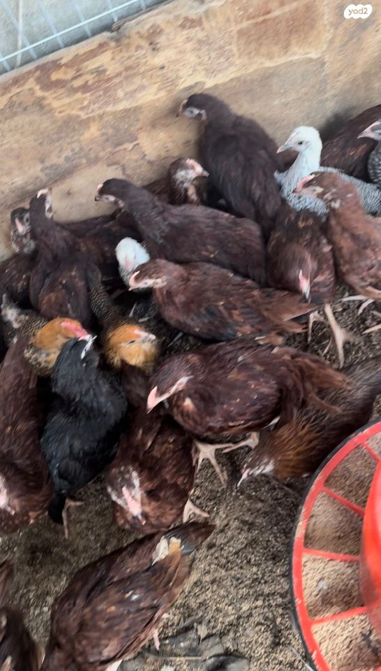 חיית משק פלימות רוק