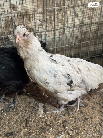 חיית משק פלימות רוק