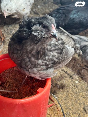 חיית משק פלימות רוק