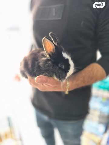 מכרסם ארנב \ שפן