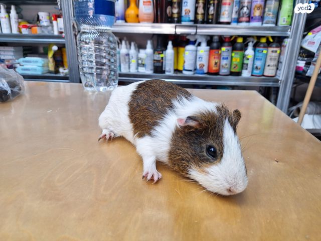 מכרסם שרקן \ קביה