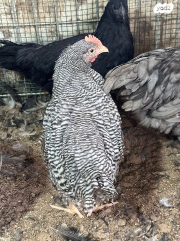 חיית משק פלימות רוק