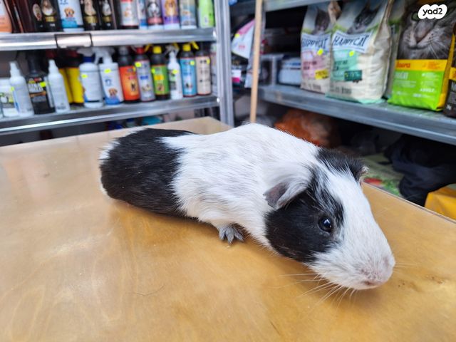 מכרסם שרקן \ קביה