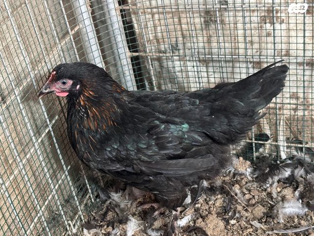 חיית משק פלימות רוק