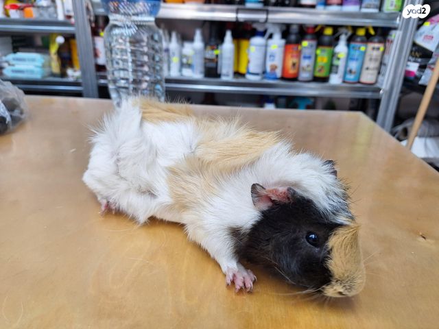 מכרסם שרקן \ קביה