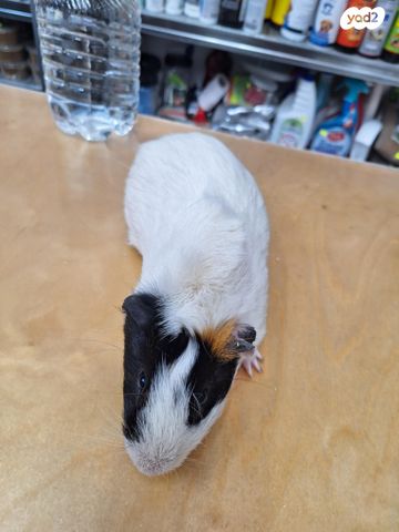 מכרסם שרקן \ קביה