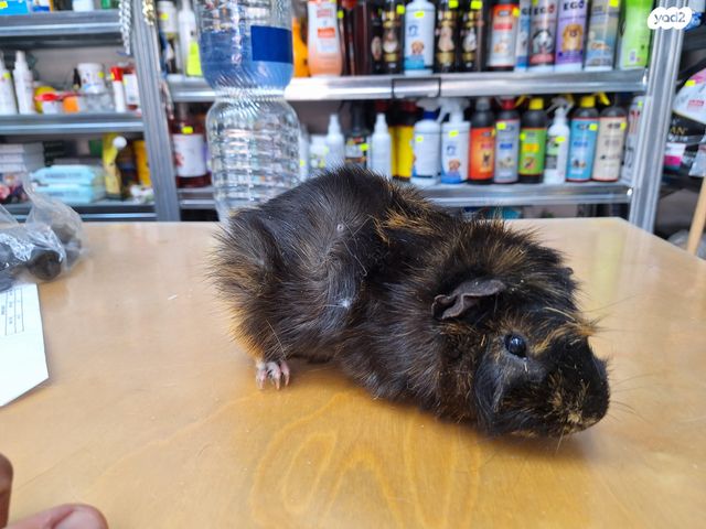 מכרסם שרקן \ קביה