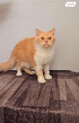 תמונת מודעה - חיות מחמד