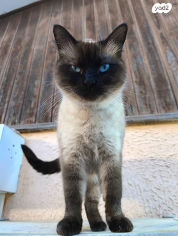 תמונת מודעה - חיות מחמד